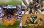 Πόσα μάτια έχει μια αράχνη;