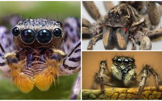 كم عدد العيون التي يمتلكها العنكبوت؟