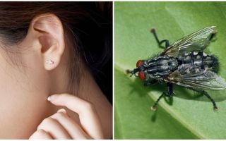 كيفية الحصول على ذبابة من أذنك في المنزل