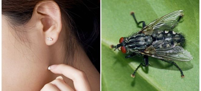 Come ottenere una mosca dal tuo orecchio a casa