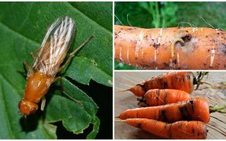 วิธีการกำจัดแมลงวันแครอท