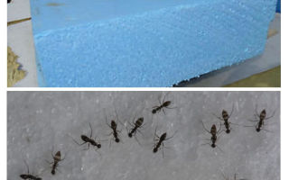 Karıncalar, penoplex ve köpük