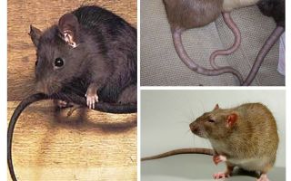 Perché i ratti si attaccano