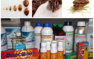 พิษสำหรับ bedbugs ที่บ้าน