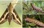 Beskrivning och foto av caterpillar vinhökmoth