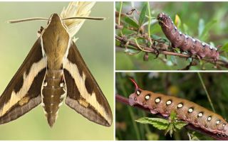 Beskrivning och foto av caterpillar vinhökmoth