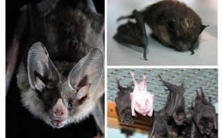 Jak se zbavit netopýrů v domě