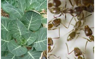 Come salvare cavoli dalle formiche