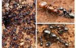 Etapes du développement des fourmis