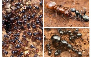 Fasi di sviluppo di formiche