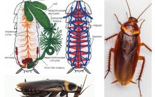 Structura gândacului - intern și extern