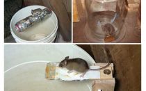 كيفية جعل مصيدة الفئران بيديك
