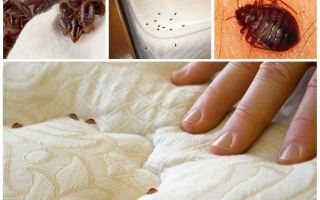 Bedbugs i madrassen och sängar
