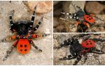 Descrição e fotos de aranhas na Crimeia