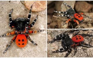 Descriere și fotografii de păianjeni în Crimeea