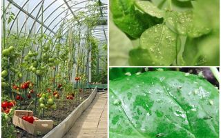Hur hanterar bladlöss i växthuset