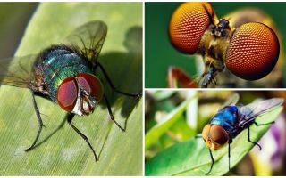Quants fotogrames per segon fa veure una mosca i quants ulls té