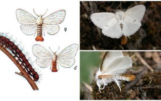 Beskrivning och foto av fjäril och larver