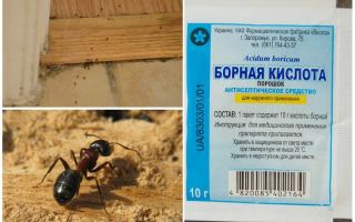 Cum să elimini furnicile dintr-o casă din lemn