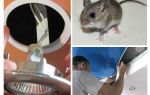 Как да се отървем от мишки в тавана на стрелата