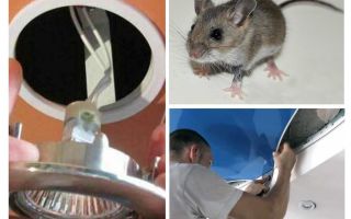 Hoe zich te ontdoen van muizen in het spanplafond