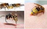 무는 후에 죽는 사람 : wasp 또는 bee