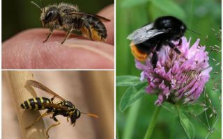 Diferențele unei albine de albine și a unei viespe