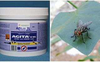 L'uso di Agita dalle mosche