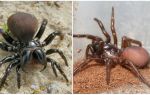 Descrição e fotos de aranhas australianas