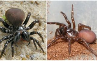 Beschrijving en foto's van Australische spinnen