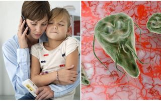 Giardiasis hos barn: symtom och behandling