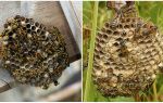 Làm thế nào để đối phó với ong bắp cày trong nước ngay cả ở nơi không thể tiếp cận