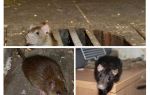 Làm thế nào để bắt một con chuột trong nhà