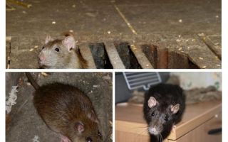 Evde bir sıçan nasıl yakalanır