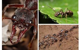 Tutto su formiche