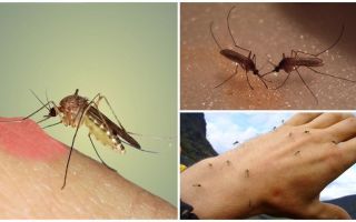 De ce țânțarii în natură