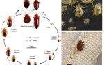 Quants insectes viuen sense menjar