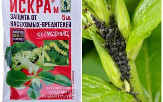 Spark aphid preparation