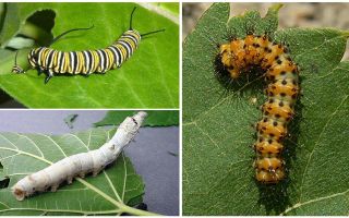 Beskrivning av larver, deras mat och struktur