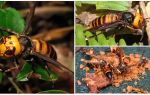 Stora Hornets: Jätteasiatiska och Svarta Hornets