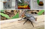 Vad är gadflies och gadflies rädda för, en översyn av organen