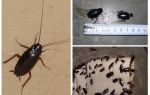 Come sbarazzarsi dei grandi scarafaggi neri nell'appartamento