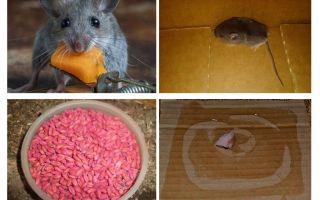 Hoe muizen uit de garage te krijgen