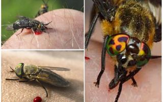 O que fazer e como tratar o edema, se você tiver picado a mosca, sintomas em uma pessoa