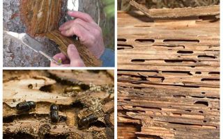 Bagaimana menangani kumbang kulit pada pokok buah-buahan