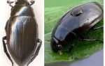 Grande comparação entre as duas espécies de besouros, oriunda da água e amante da água