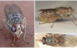 Descrierea și fotografia tsetse fly