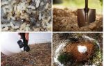 Comment faire sortir les fourmis des remèdes traditionnels
