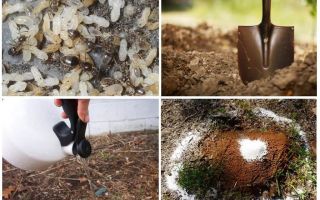 Hoe krijg je mieren uit de tuin folk remedies