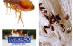Instruções de uso Butoks 50 de pulgas no apartamento